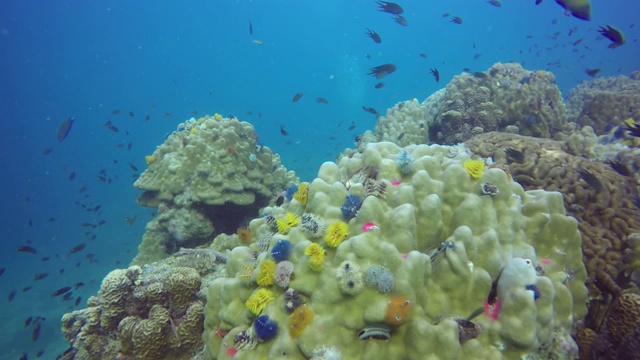 海洋潜水，水下五彩缤纷的热带珊瑚礁海景。海洋深处的一群海洋鱼类。软、硬珊瑚水生生态乐园背景。爱好水上极限运动。视频素材