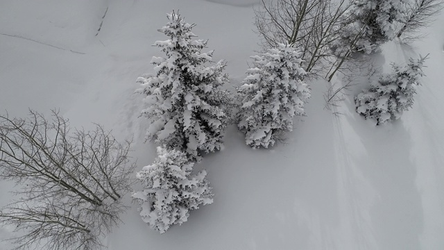 雪树视频素材