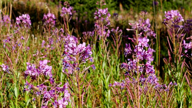 山大黄蜂花蜜花视频素材