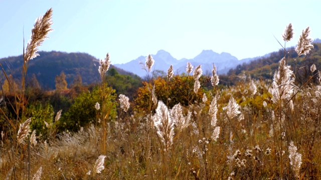 芦苇山阳光视频素材