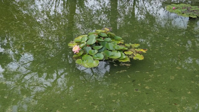 睡莲，池塘里的睡莲视频素材