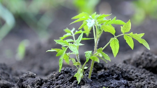 在菜园里浇西红柿芽视频素材