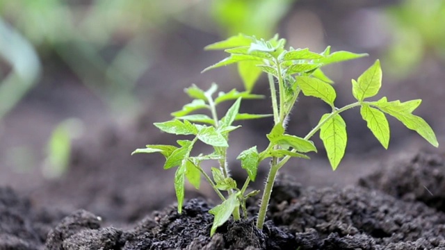 在菜园里浇西红柿芽视频素材