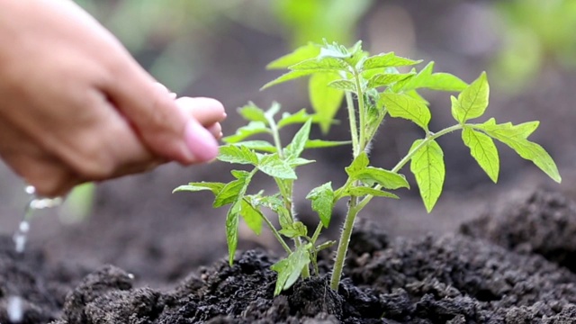 在菜园里浇西红柿芽视频素材