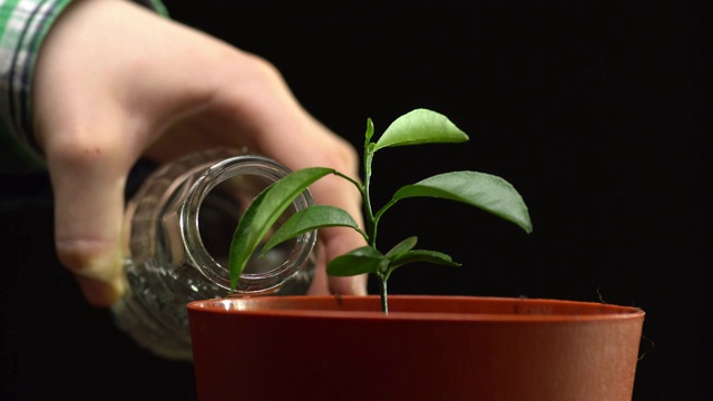 关闭侧视图的棕色盆栽植物孤立在黑色的背景。人们用玻璃瓶浇幼苗视频下载