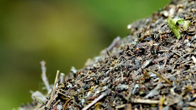 森林中的蚁丘视频素材