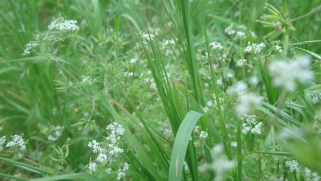 春天有青草和浅花。视频素材