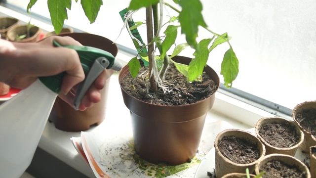 国内植物浇水视频素材