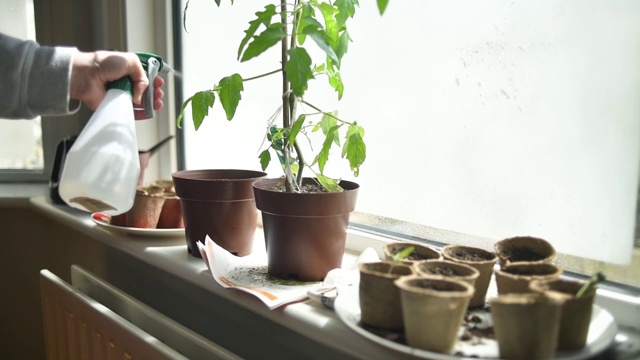 从家里给植物浇水视频素材