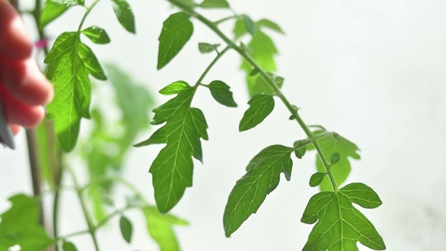 植物叶片浇水视频素材