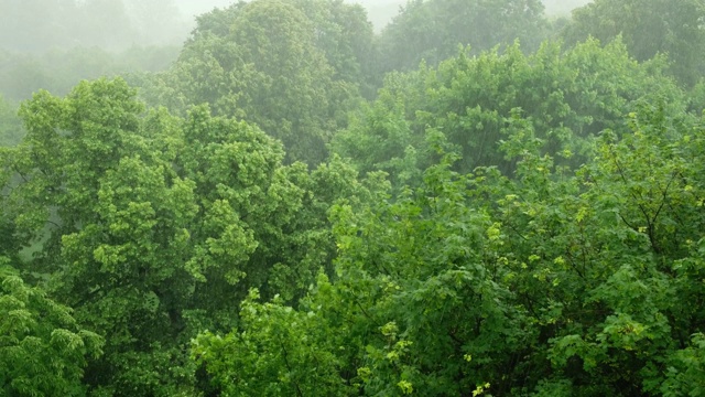 大雨滂沱，狂风呼啸视频素材