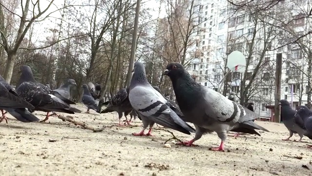 特写:一大群鸽子正在吃地上的种子视频素材