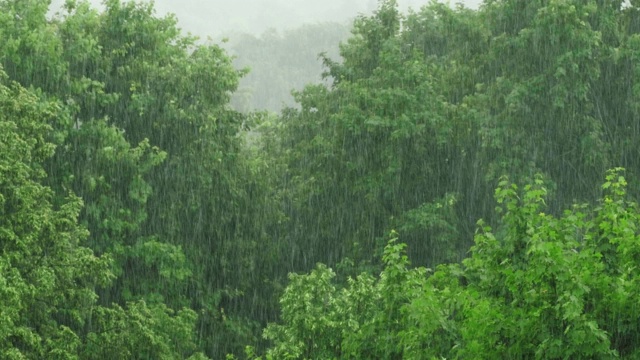 大雨滂沱，狂风呼啸视频素材