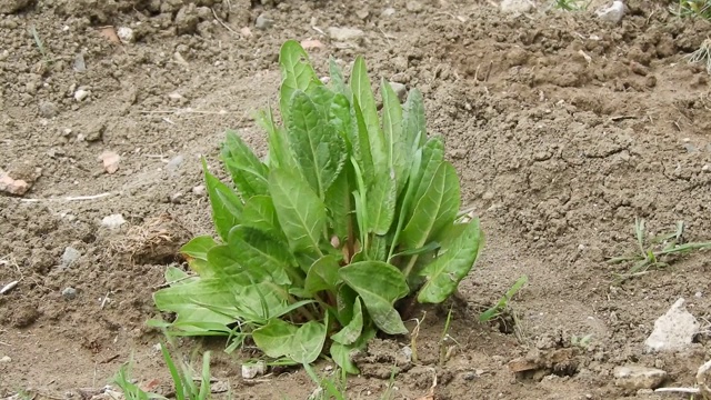 花园里种着醋酸酸模、健康的绿色早餐植物、拜占庭水椿。视频素材