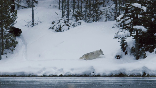 一群狼群在雪地里沿着河边行走视频素材