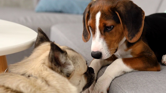 古玩小猎犬狗嗅着桌子上的咖啡杯视频素材