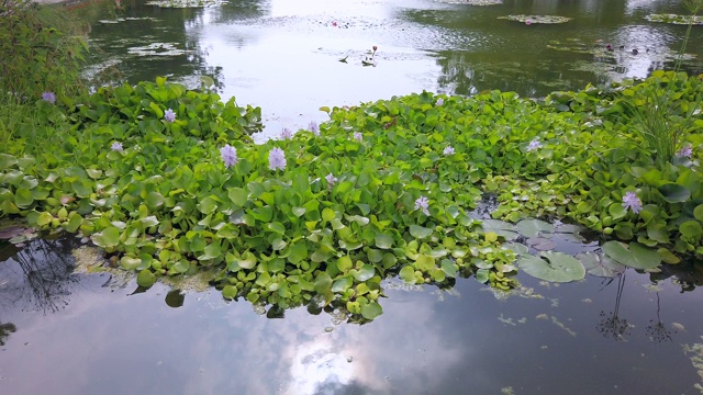 开花水葫芦视频素材