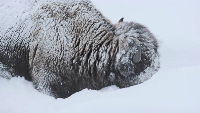 雪天里小野牛群的集合视频素材