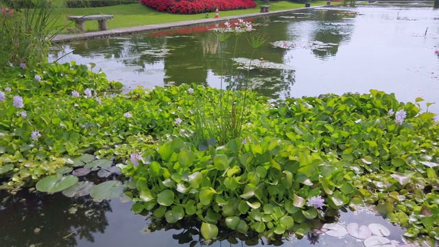 开花水葫芦视频素材