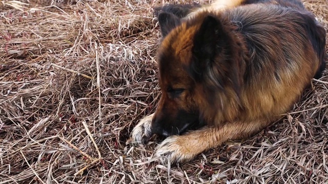 德国牧羊犬视频素材