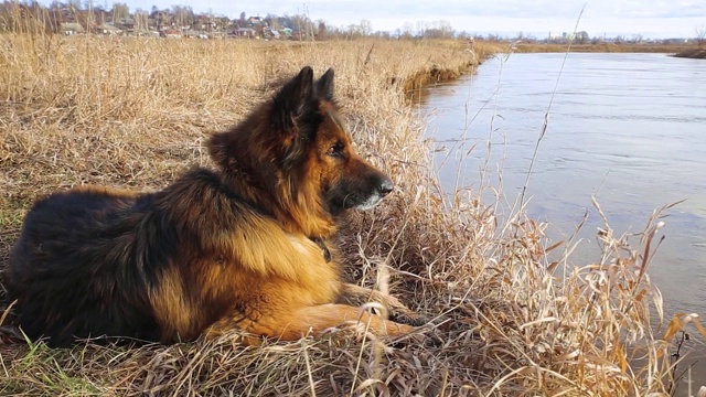 德国牧羊犬视频素材