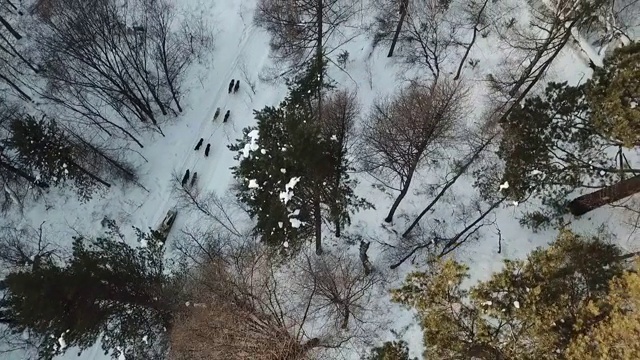 俄罗斯，西伯利亚，贝加尔湖，路上下雪的西伯利亚哈士奇雪橇犬视频素材