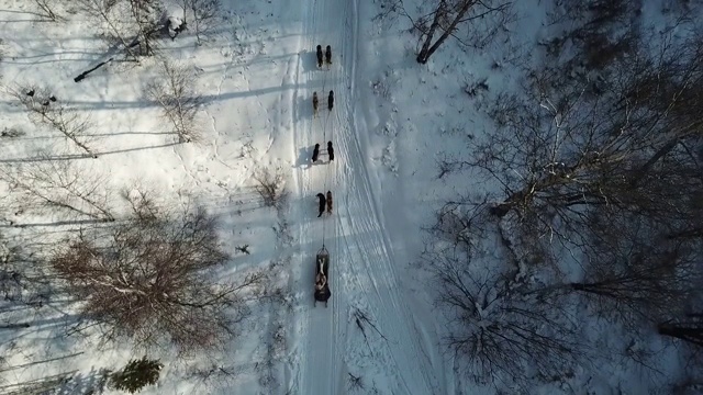 俄罗斯，西伯利亚，贝加尔湖，路上下雪的西伯利亚哈士奇雪橇犬视频素材