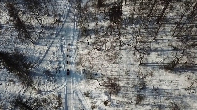 俄罗斯，西伯利亚，贝加尔湖，路上下雪的西伯利亚哈士奇雪橇犬视频素材