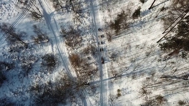 俄罗斯，西伯利亚，贝加尔湖，路上下雪的西伯利亚哈士奇雪橇犬视频素材