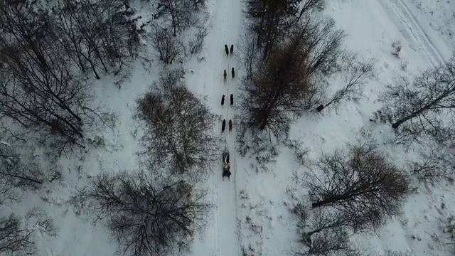 俄罗斯，西伯利亚，贝加尔湖，路上下雪的西伯利亚哈士奇雪橇犬视频素材