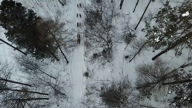 俄罗斯，西伯利亚，贝加尔湖，路上下雪的西伯利亚哈士奇雪橇犬视频素材