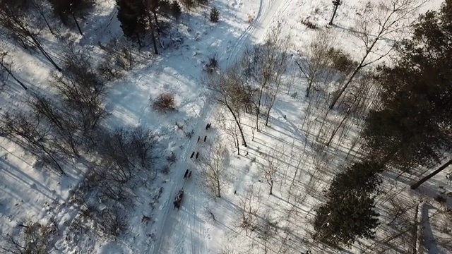 俄罗斯，西伯利亚，贝加尔湖，路上下雪的西伯利亚哈士奇雪橇犬视频素材