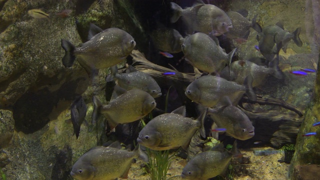 水族箱里的红腹水虎鱼-水虎鱼视频素材