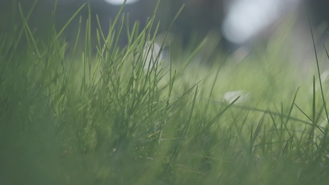 户外的绿草在微风中摇曳。春天或夏天阳光照射下生长的嫩叶。自然生态系统。视频素材