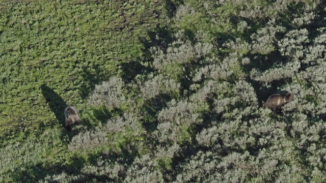 灰熊穿越山艾草草地的汇编视频素材