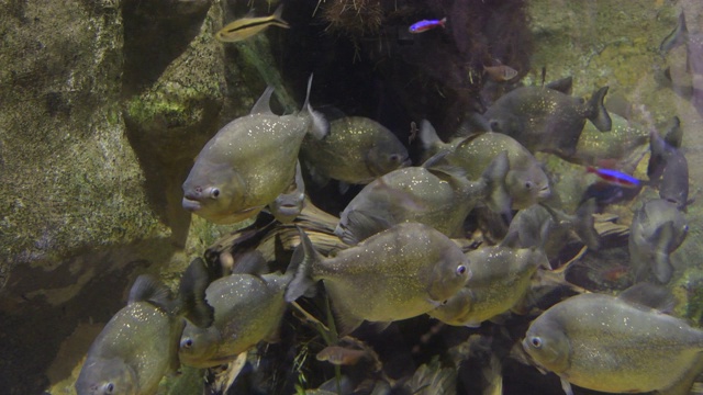 水族的红肚皮食人鱼 - 皮戈森特鲁斯纳特里视频素材