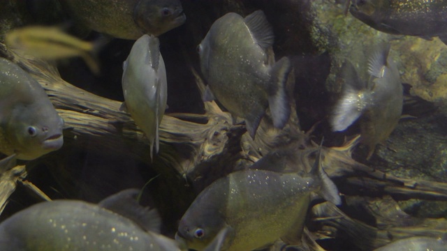 水族箱里的红腹食人鱼视频素材