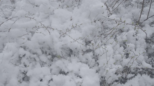 冷杉的树枝在外面的白雪中晃动。美丽的北方冬天的大自然。新鲜、美丽、环境。视频素材