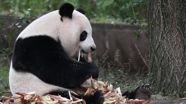 大熊猫吃竹子视频下载