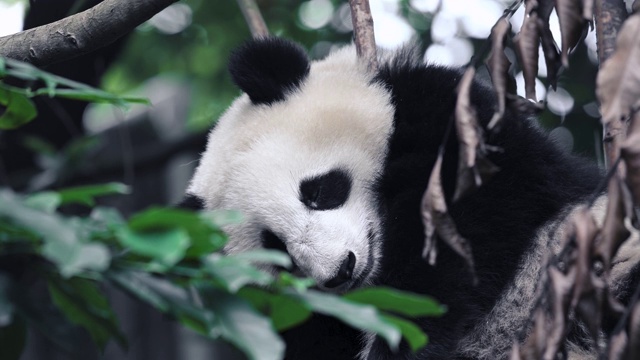 大熊猫幼崽在树上睡觉，透过树枝和树叶看视频下载