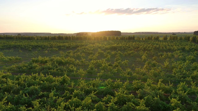 鸟瞰图盛开的苹果花园在野外对夕阳温暖的光线视频素材