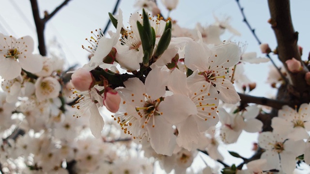 樱花的特写。葱郁的白花枝映衬着蓝天。视频素材