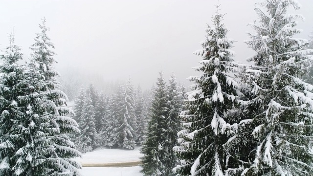 冬天喀尔巴阡的冷杉树在雪地里视频素材