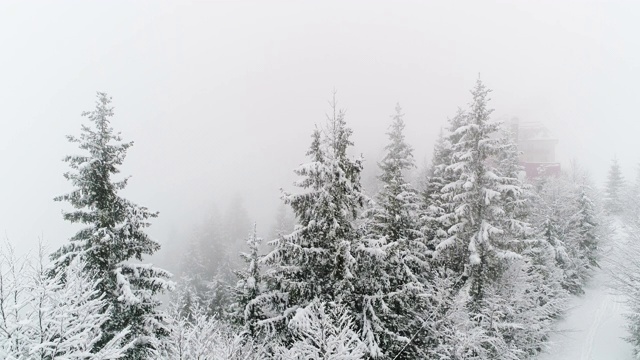 冬天喀尔巴阡的冷杉树在雪地里视频素材