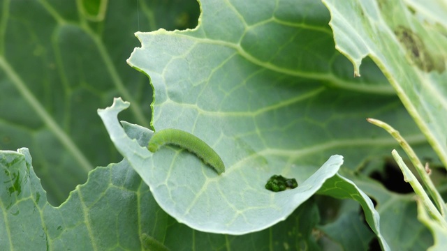 卷心菜虫吃卷心菜视频素材