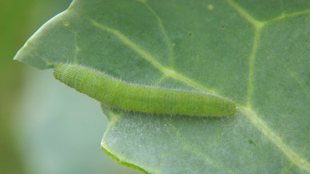 卷心菜虫吃卷心菜视频素材