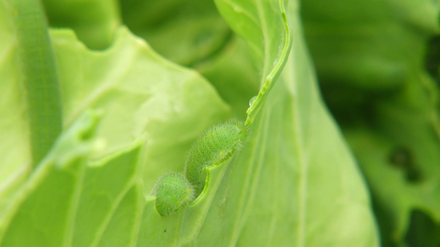 卷心菜虫吃卷心菜视频素材