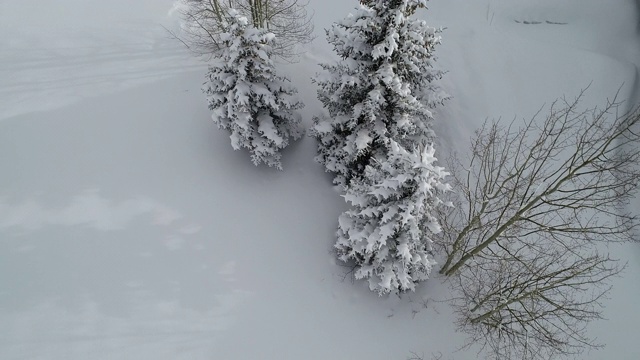 雪树视频素材