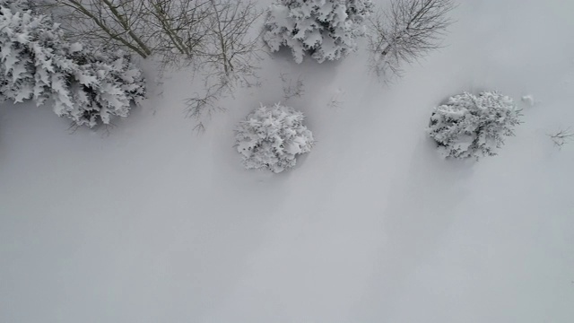 雪树视频素材