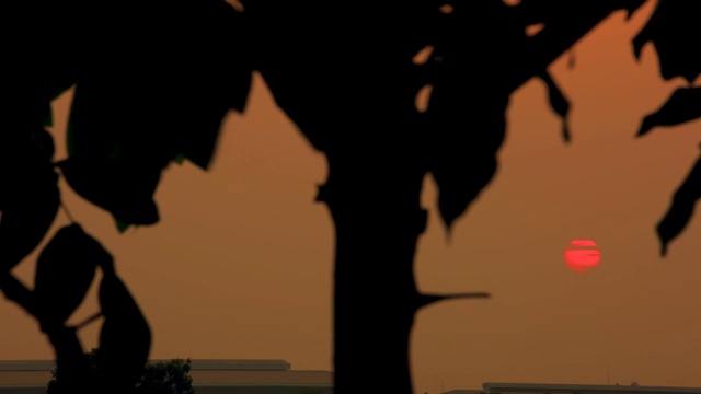 树与日落背景时间流逝视频素材